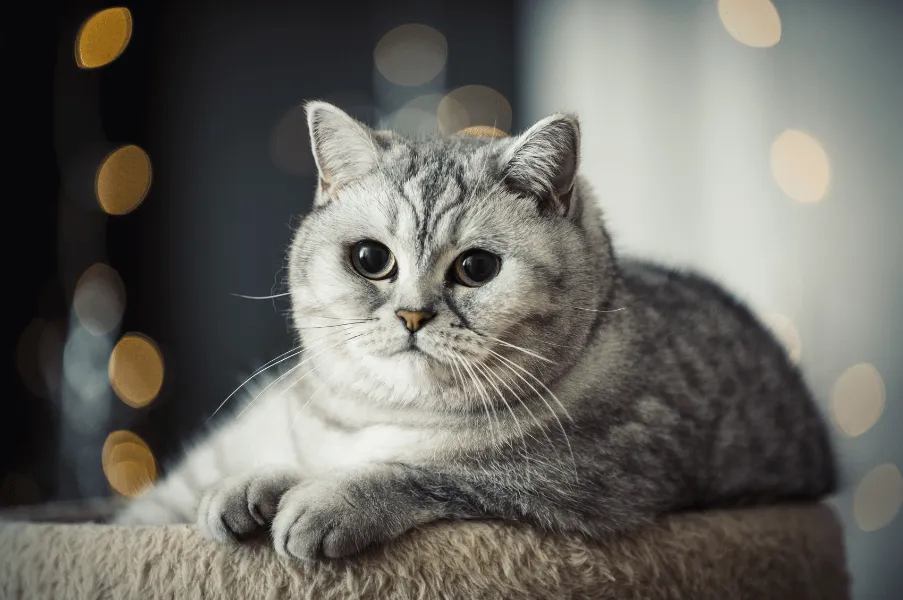 British Shorthair Grey