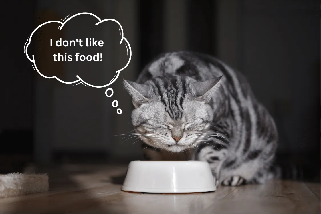 kucing pemilih