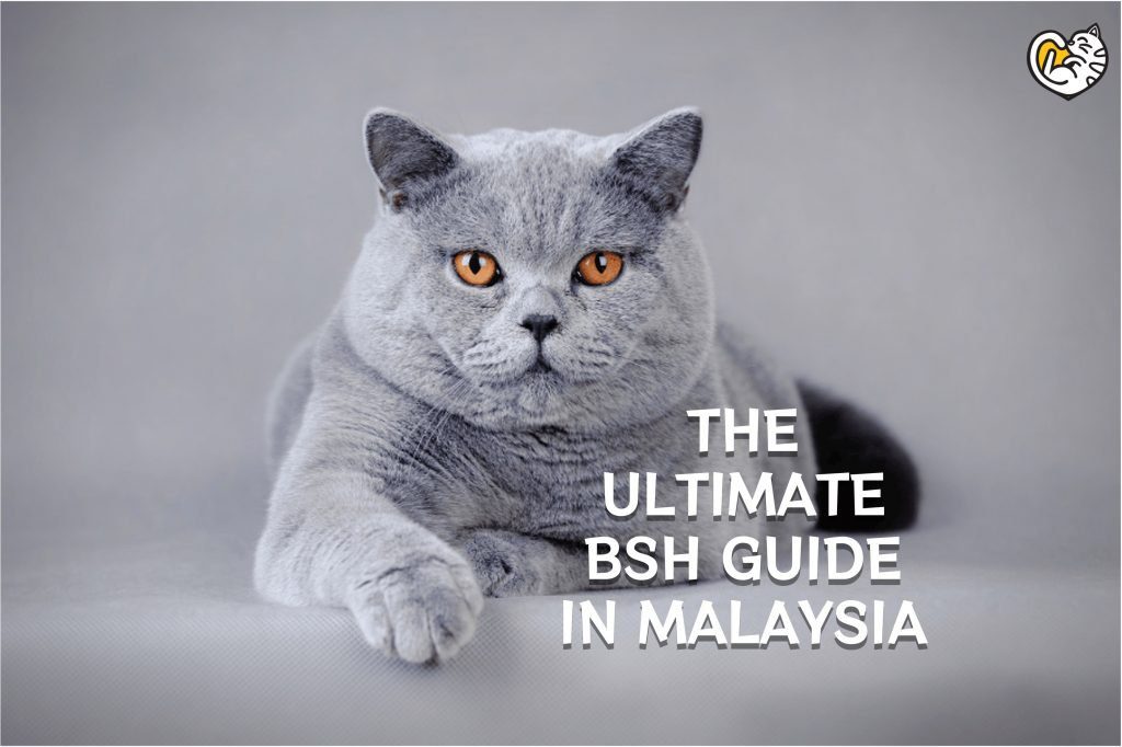 The Ultimate British Shorthair Guide di Malaysia