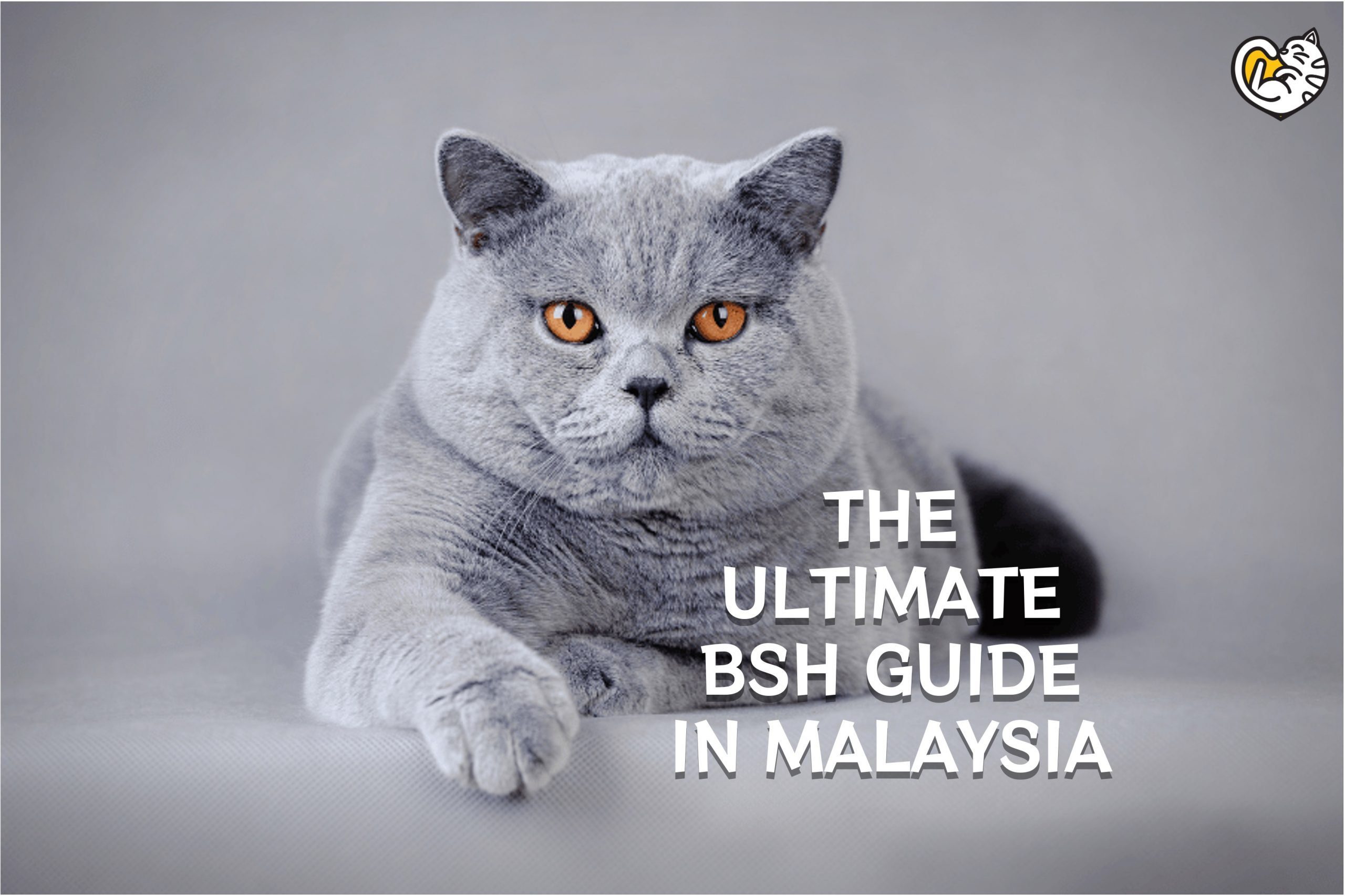 THE ULTIMATE BRITISH SHORTHAIR GUIDE IN MALAYSIA