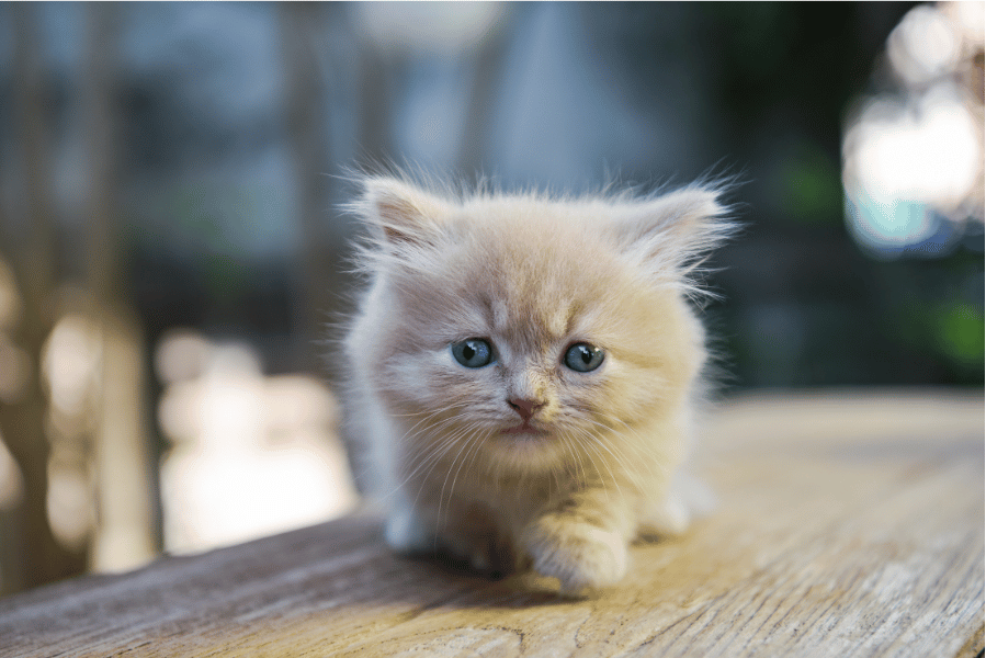 Munchkin Kitten -  Munchkin Malaysia