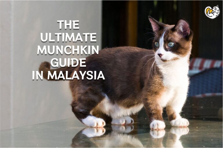 Panduan Kucing Munchkin Terbaik di Malaysia