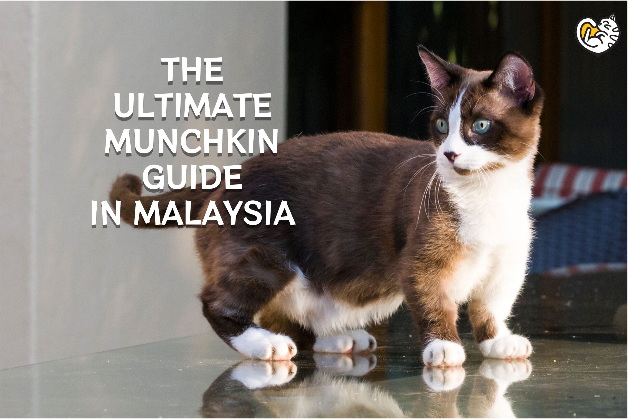 The Ultimate Munchkin Guide in Malaysia (Credit Image: Michael Beder / Getty Images)