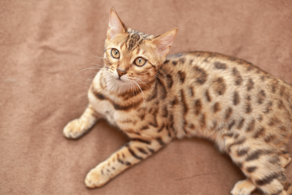 Bengal cat Malaysia
