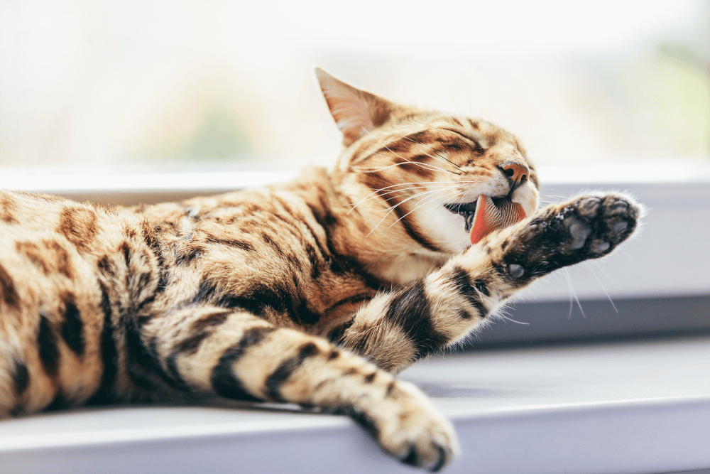 Grooming Bengal cat