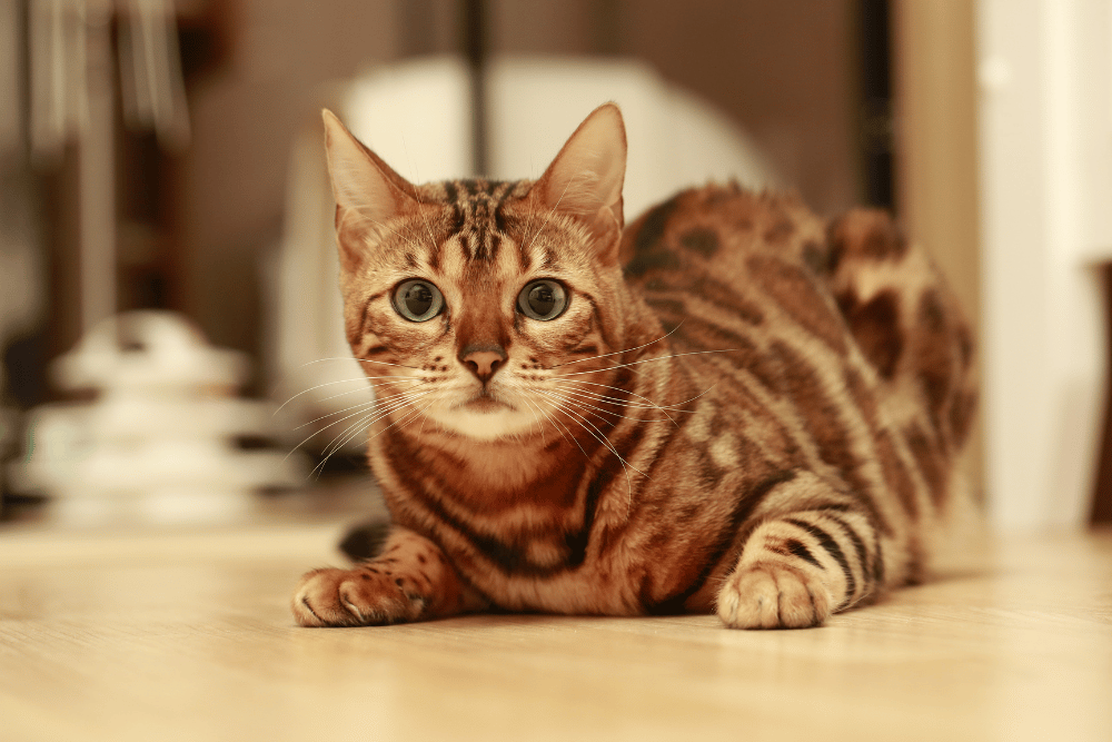 Bengal cat origin