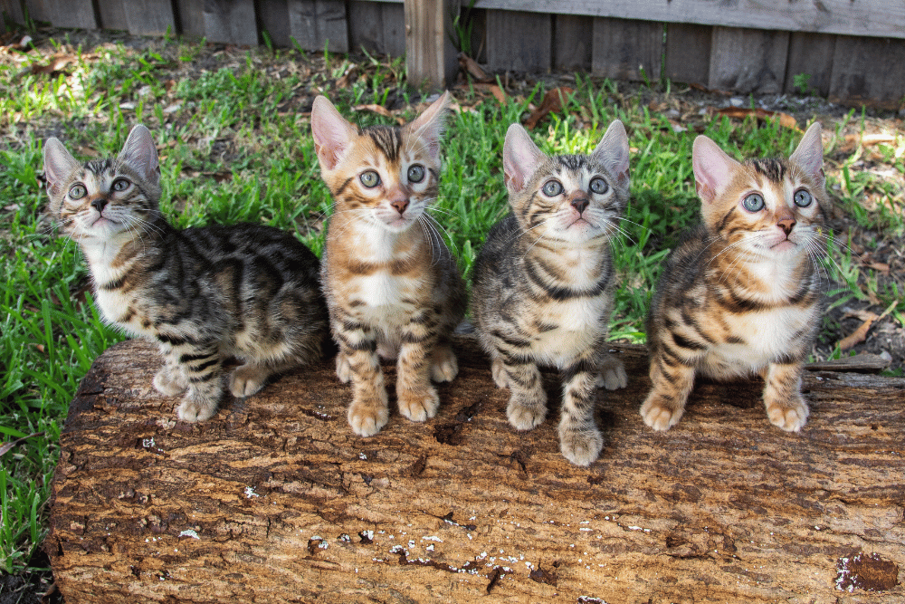 Bengal kittens Malaysia