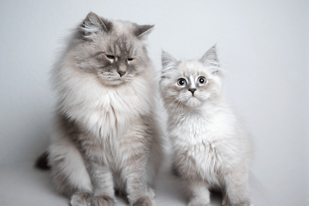 Ragdoll dewasa dan anak kucing