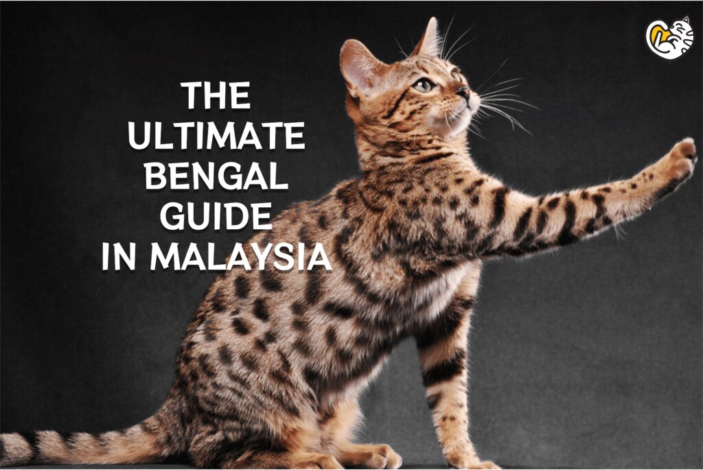 Panduan Kucing Bengal Terbaik di Malaysia