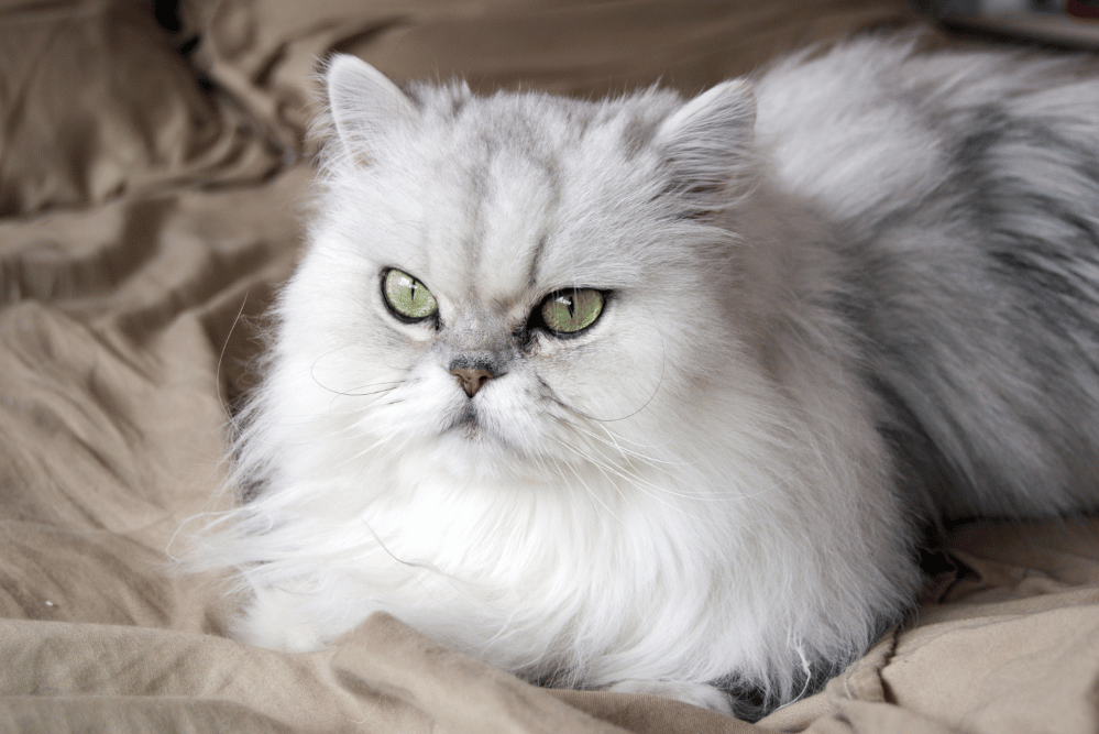 Persian cat Chincilla