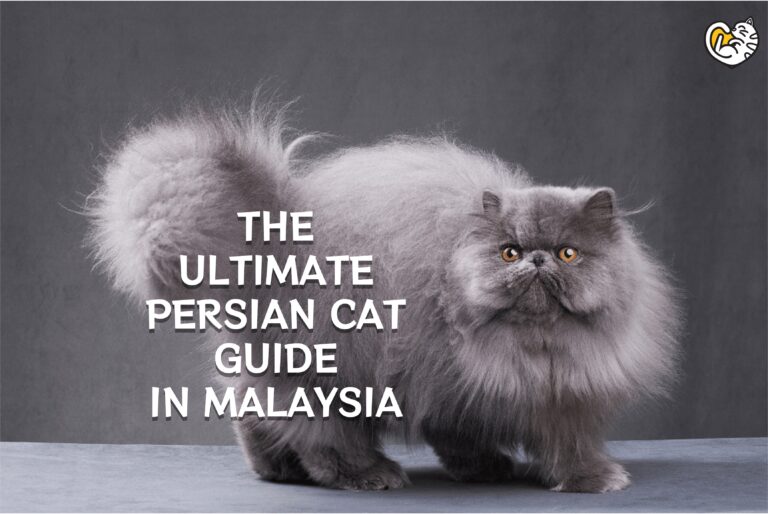 The Ultimate Persian Cat Guide in Malaysia