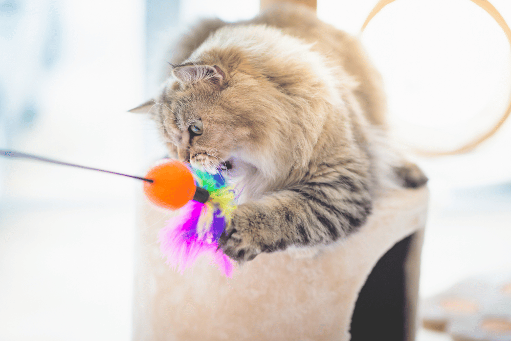 Persian cat playing