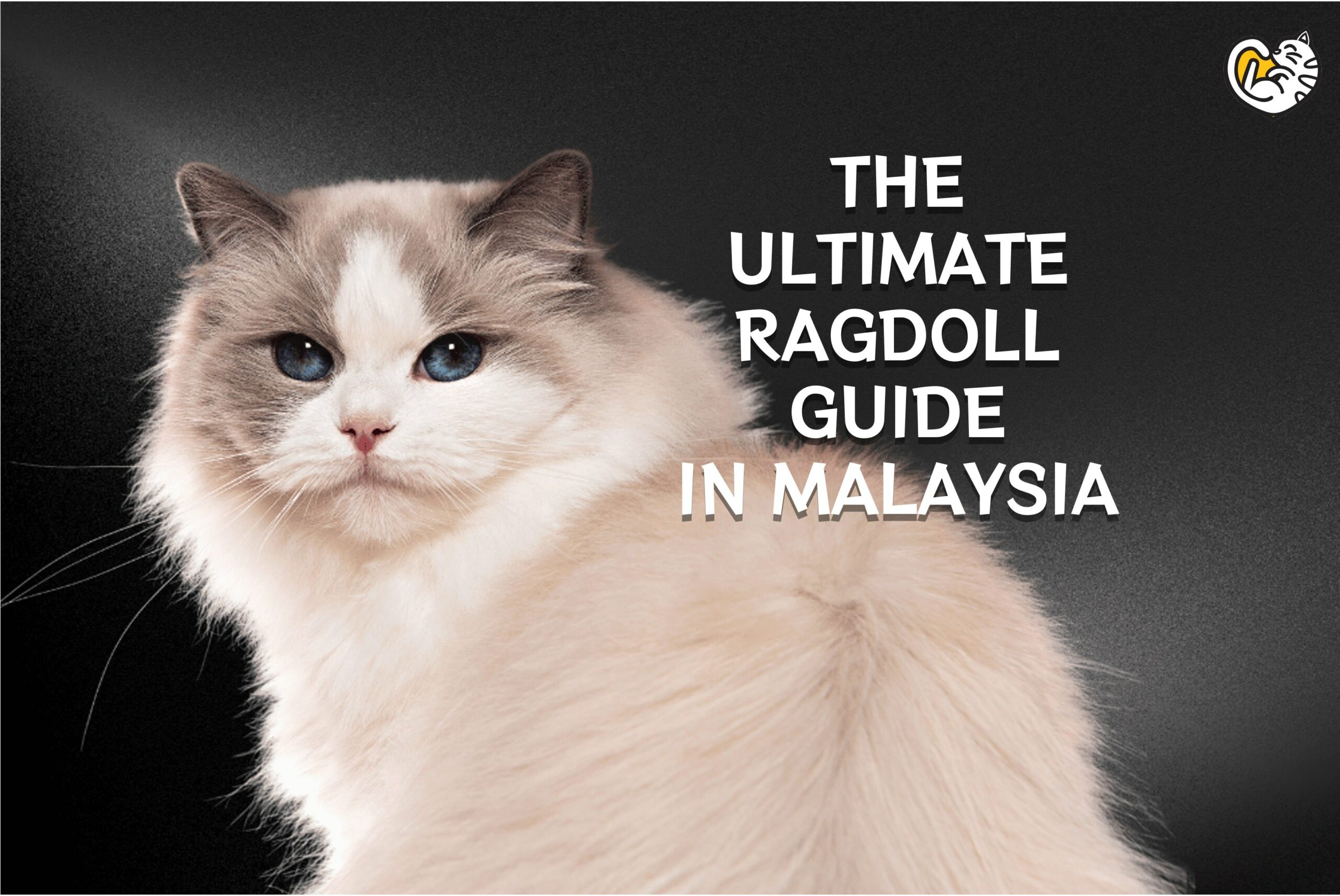 Ragdoll cat in Malaysia