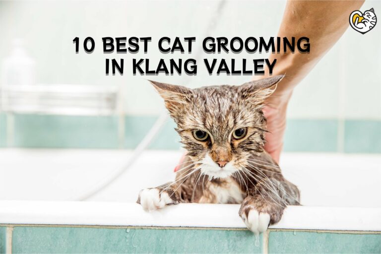 10 Salon Grooming Kucing Best di KL & Selangor (Tanpa Anjing)