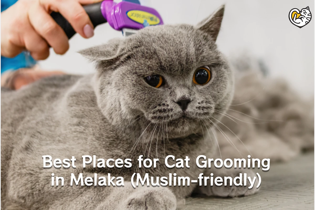 Best Places for Cat Grooming in Melaka (Muslim-friendly)