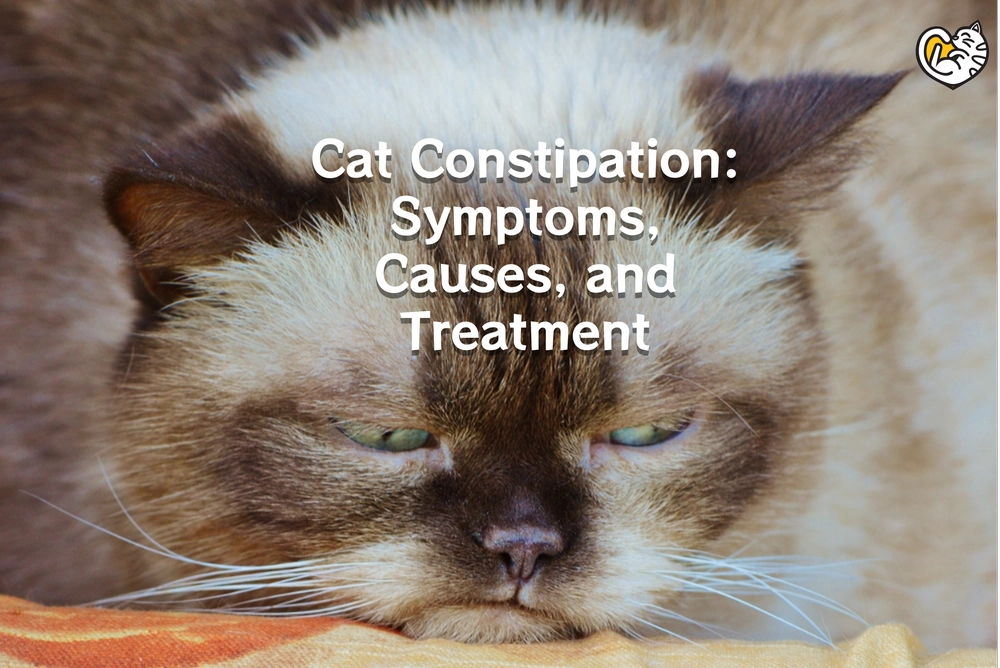 Cat Constipation: Symptoms, Causes, Treatment, and Recovery