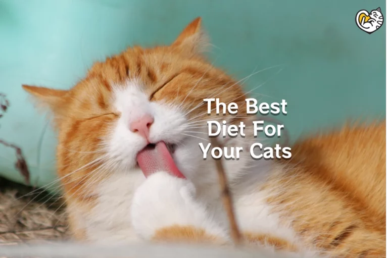 Best Diet For Cats: Healthy & Nutritious Food for Your Cats