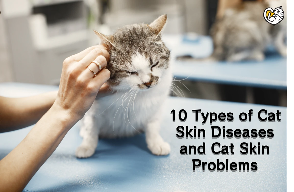 Types of Cat Skin Diseases and Cat Skin Problems in Malaysia