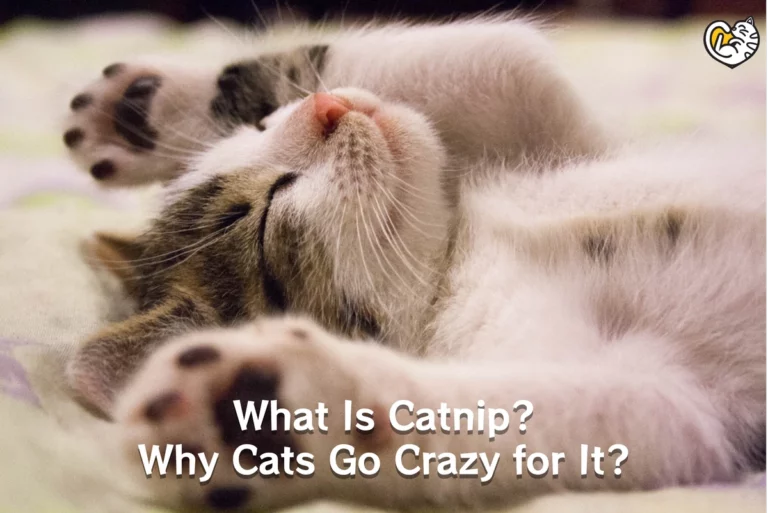 What Is Catnip? Why Cats Go Crazy for It?