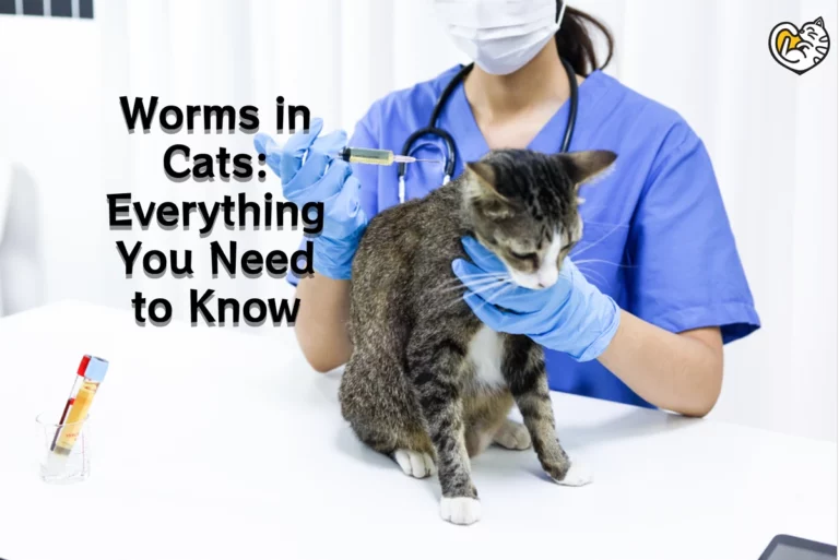 Worms in Cats: Types of Cats Worms, Causes and Symptoms