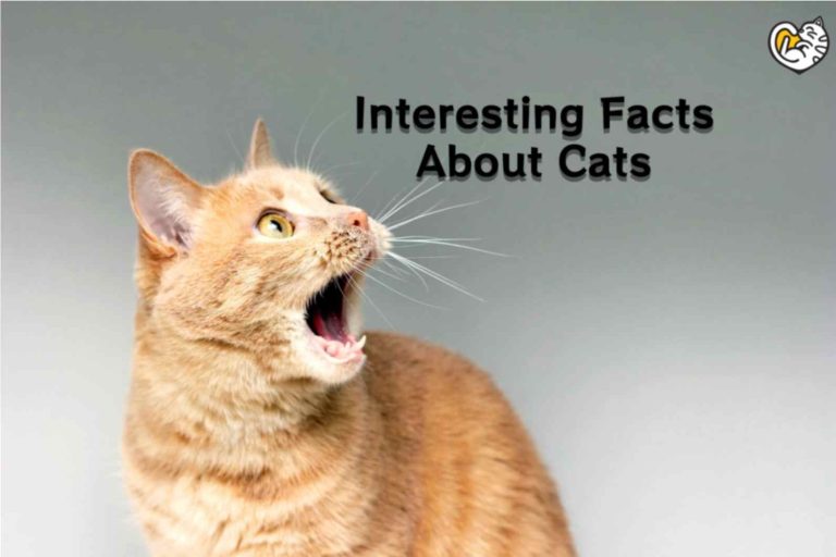70 Interesting Facts About Cats: You Might Be Surprised!