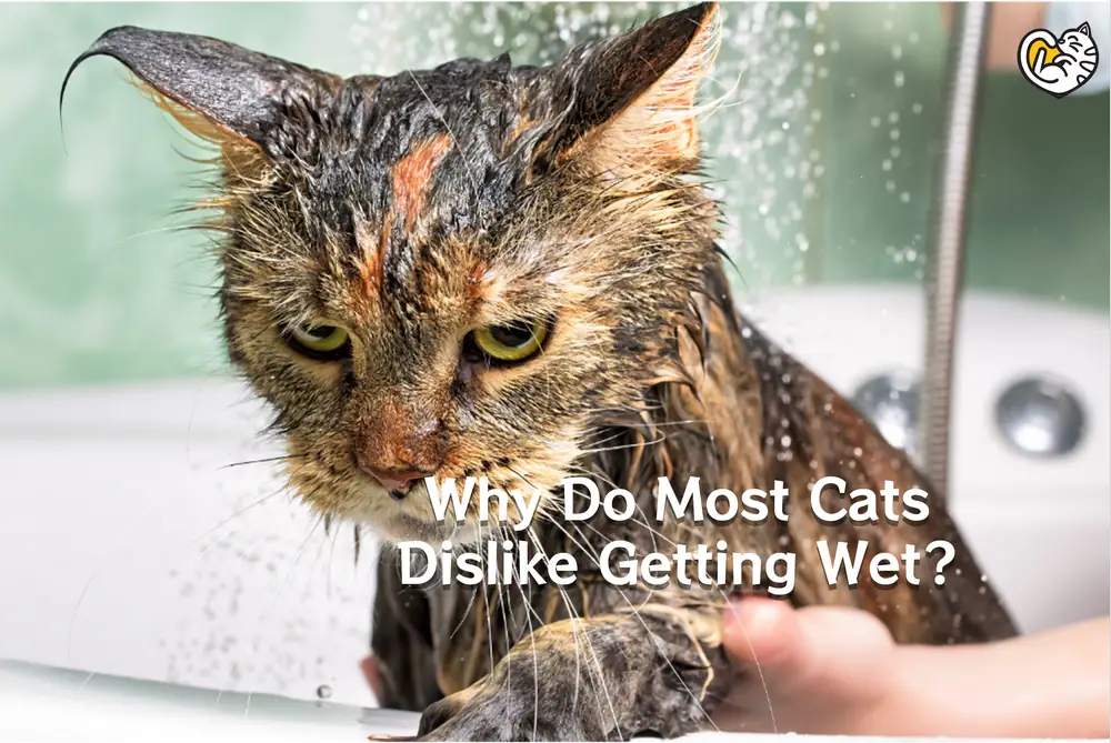 Why Do Most Cats Dislike Getting Wet And Bath?