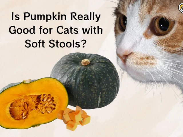 Is Pumpkin Really Good for Cats with Soft Stools?